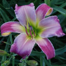 Shadow Butterfly Daylily